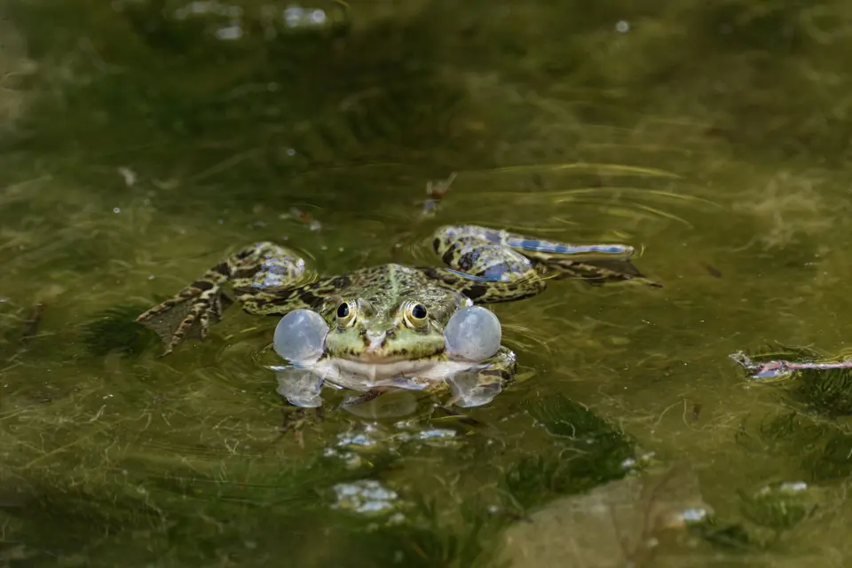 Ein Frosch bläht seine Stimmsäcke in einem Teich in Iserlohn, Deutschland und zeigt das Verhalten von Amphibien.
